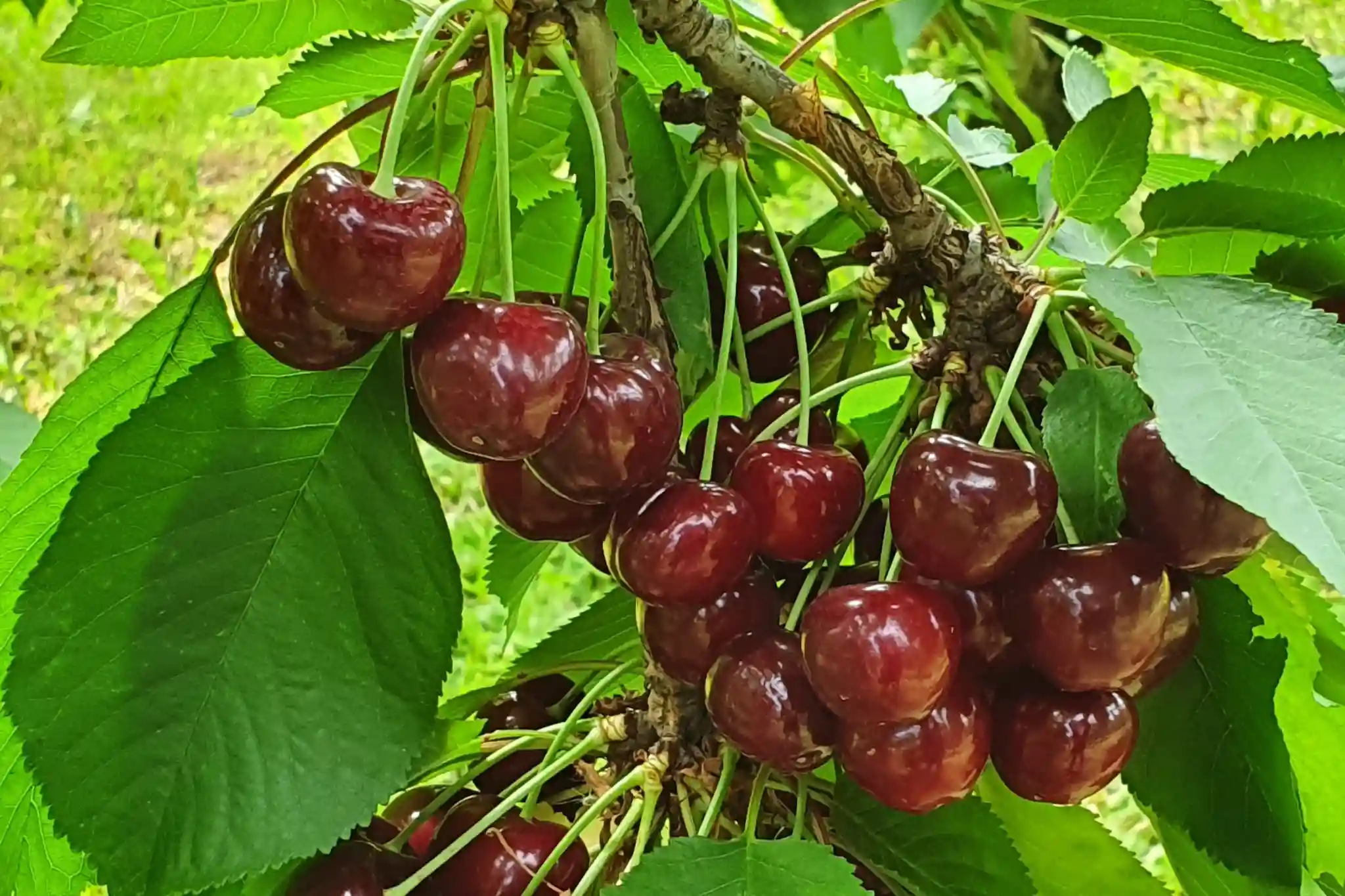 New European varieties in Australia: Innovar accelerates varietal genetics in cherry trees