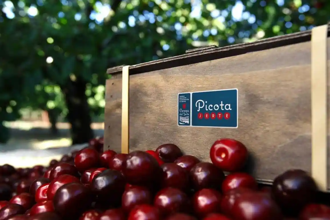 Ciliegia del Jerte: 1,3 milioni di kg certificati e nuove varietà in crescita