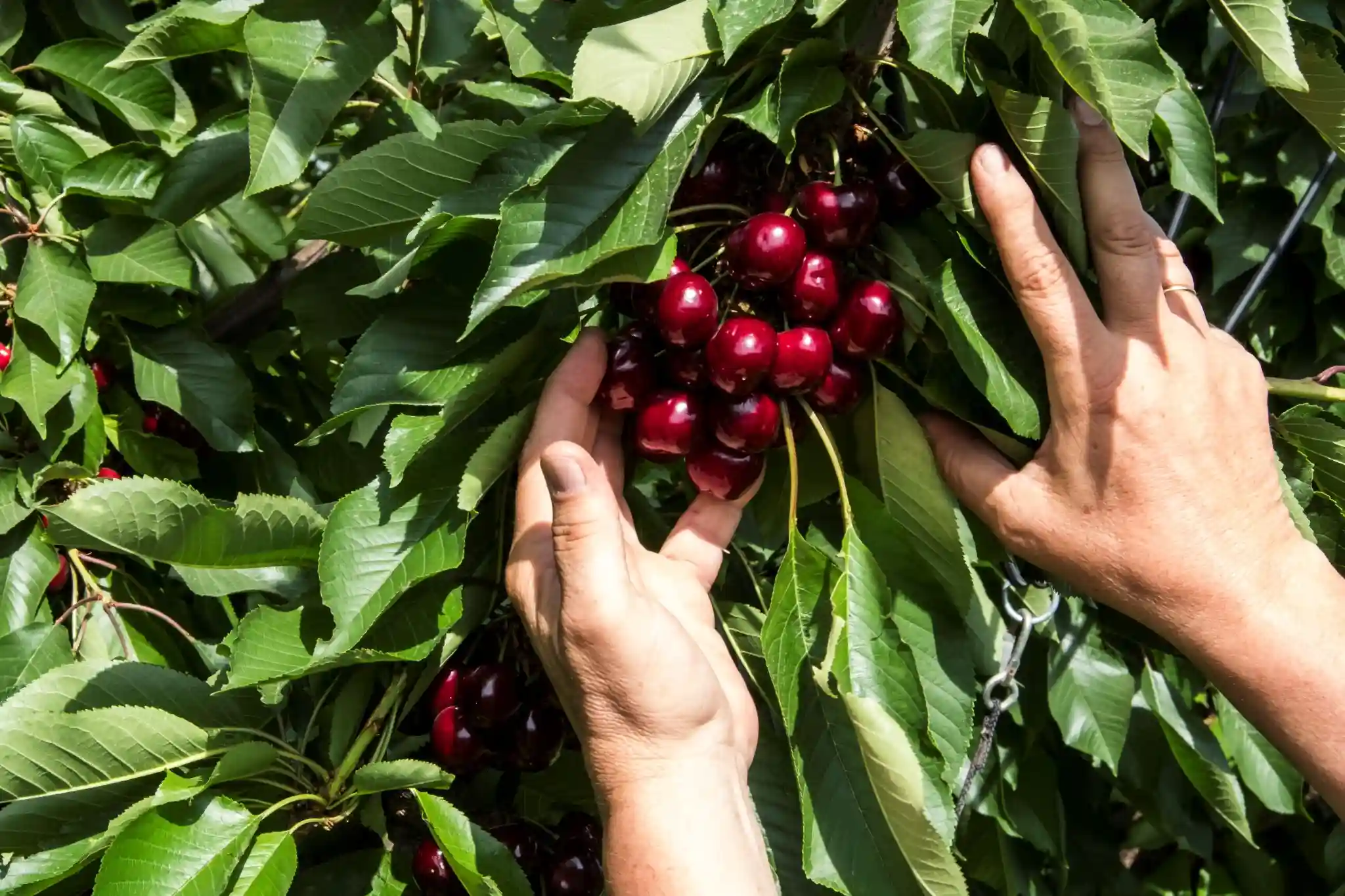 Ceraseto super-intensivo in Moldavia: un’analisi di resa e qualità su cinque cultivar