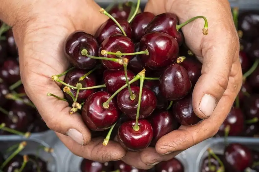 Melinda e Vip insieme per le ciliegie di montagna: accordo storico al via dal 2026