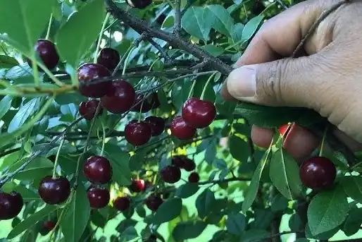 Višnie nane: ciliegie canadesi resistenti, dolci e perfette per l'industria