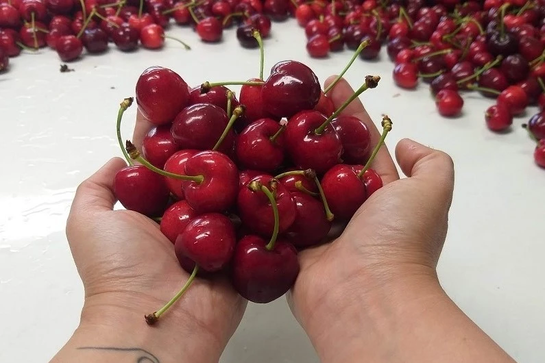 Ciliegie di Ñuble: il nuovo bollettino tecnico INIA per qualità ed export