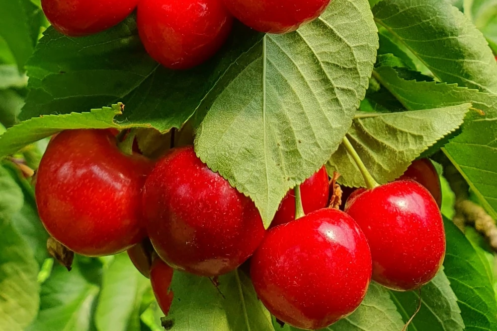 Orchard View is ready to celebrate 4 July with a shower of cherries