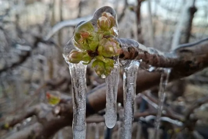 How cherries in Patagonia survived frosts down to minus 9 degrees