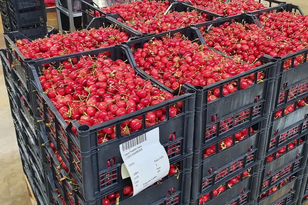 Apulian cherry season: rain and prices slow the start