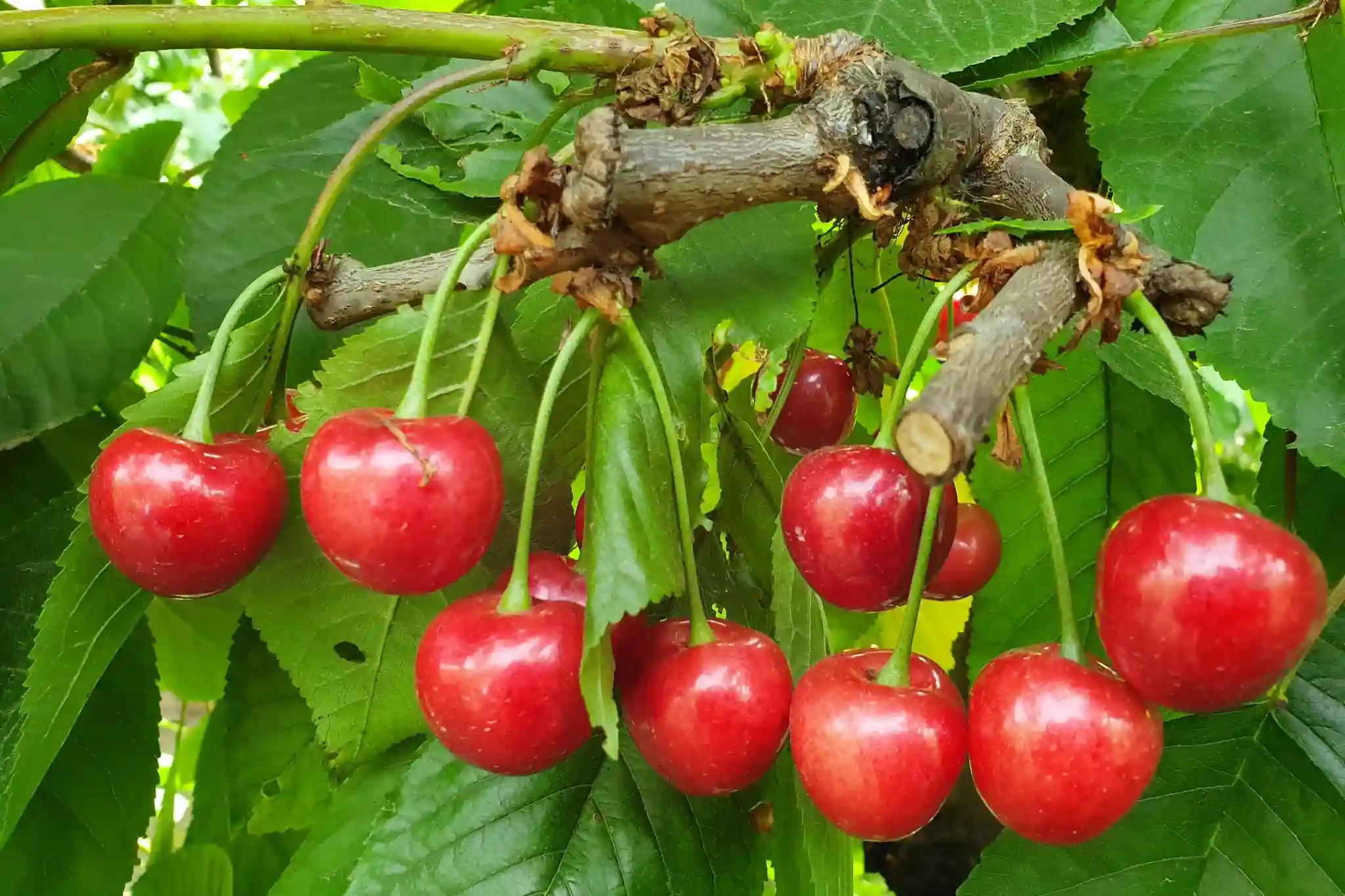 “Selenium-enriched 'Mei Zao' cherries: the Chinese study enhancing health and quality”