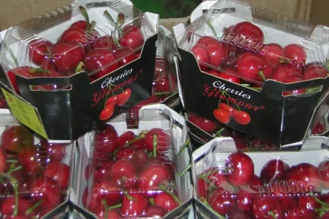 Con un prezzo di 80 euro/kg vendere le prime ciliegie rimane una impresa