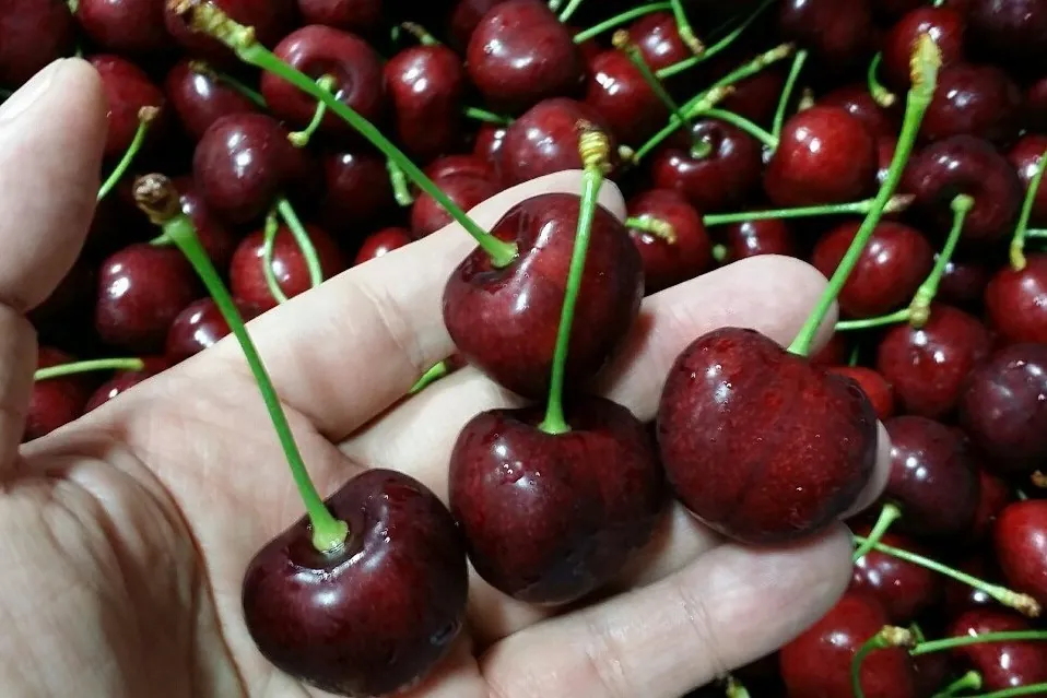 Staccato Cherry: il brevetto torna valido negli USA, nuova fase per la proprietà vegetale