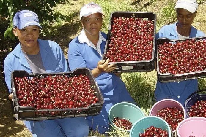 Ciliegie Sudafrica 2025/26: produzione record e nuove varietà dal Western Cape