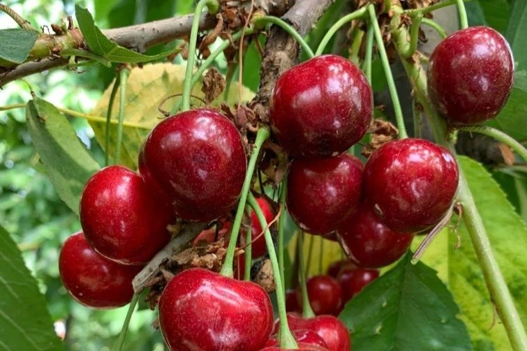 Ciliegie sudafricane, superfici quadruplicate e obiettivo raddoppio produttivo in 5 anni