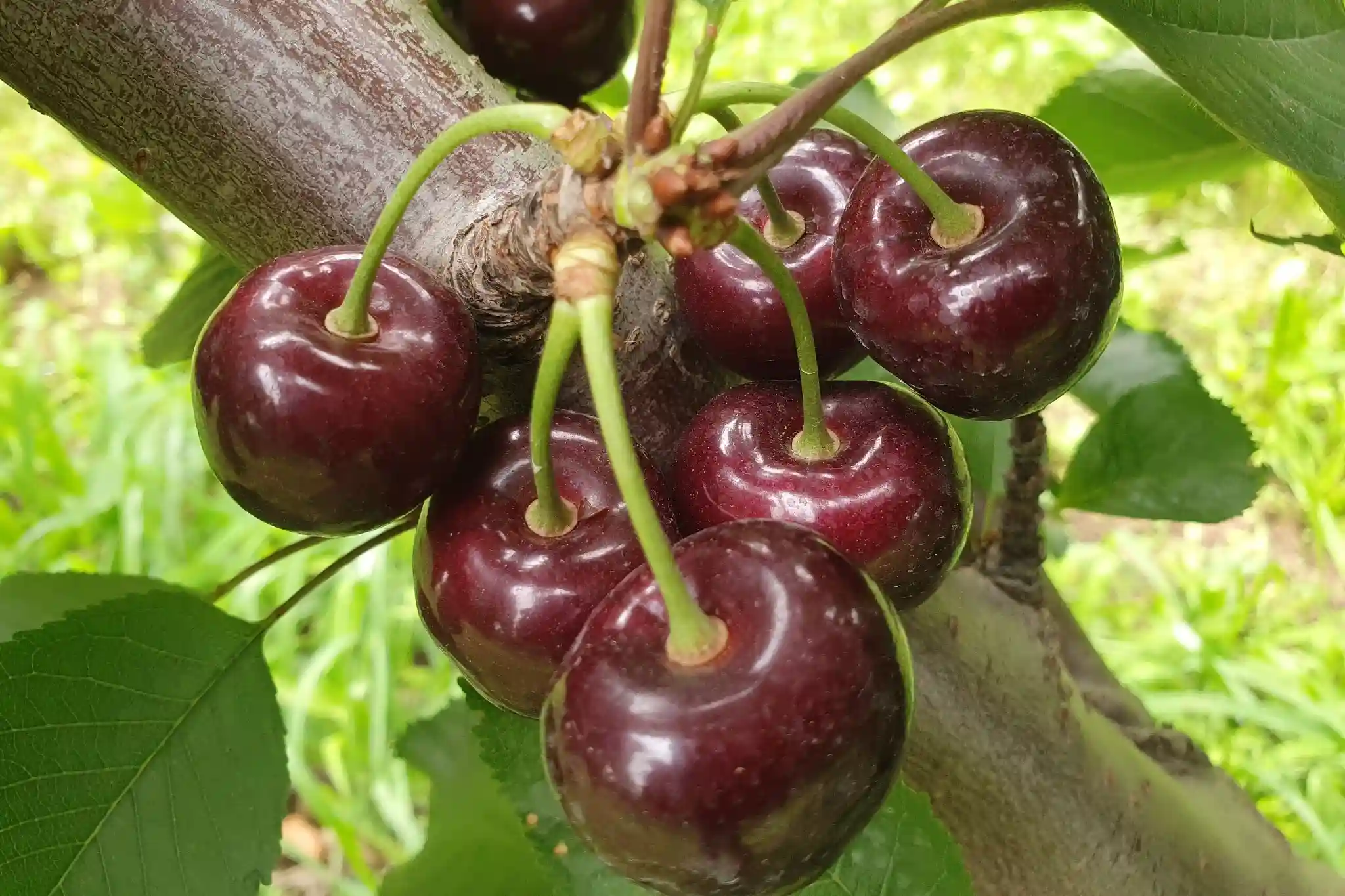 Il Sudafrica spinge su innovazione varietale, qualità premium e  diversificazione dei mercati delle ciliegie 