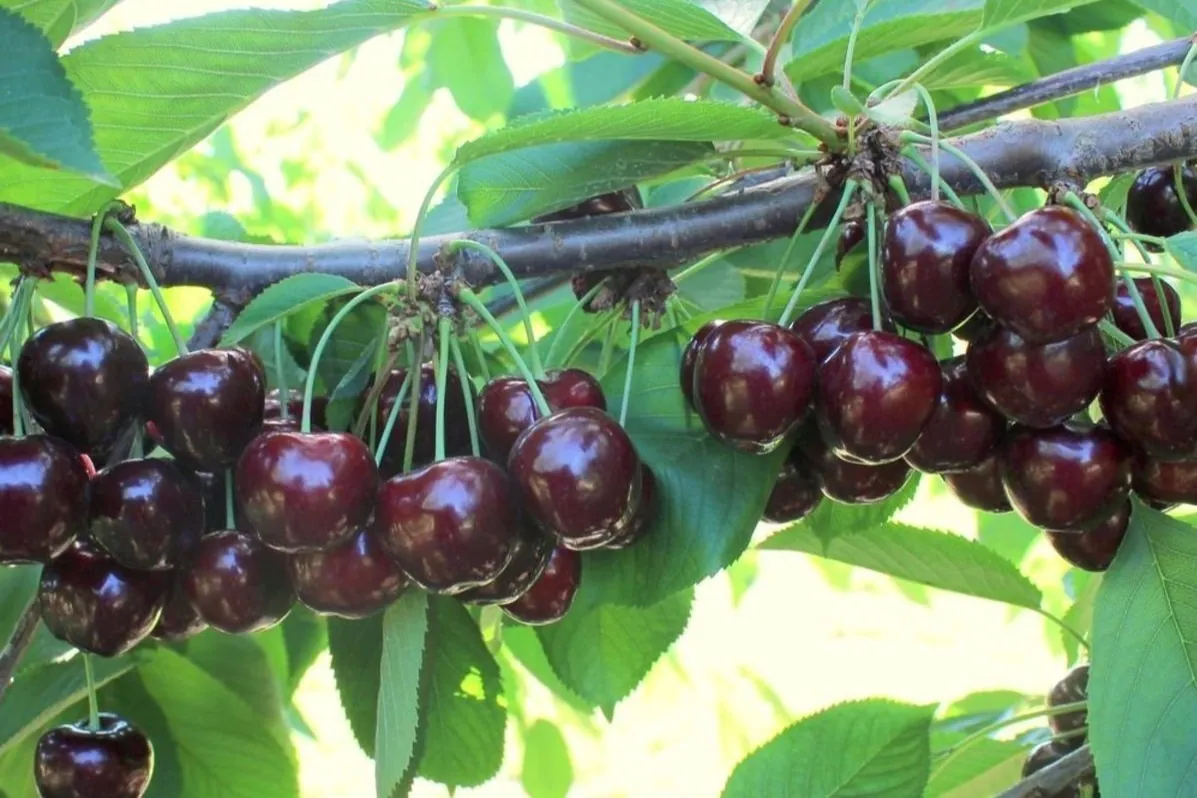 Nuove varietà tardive di ciliegio: ANA Chile® e LFP spingono sull’Europa