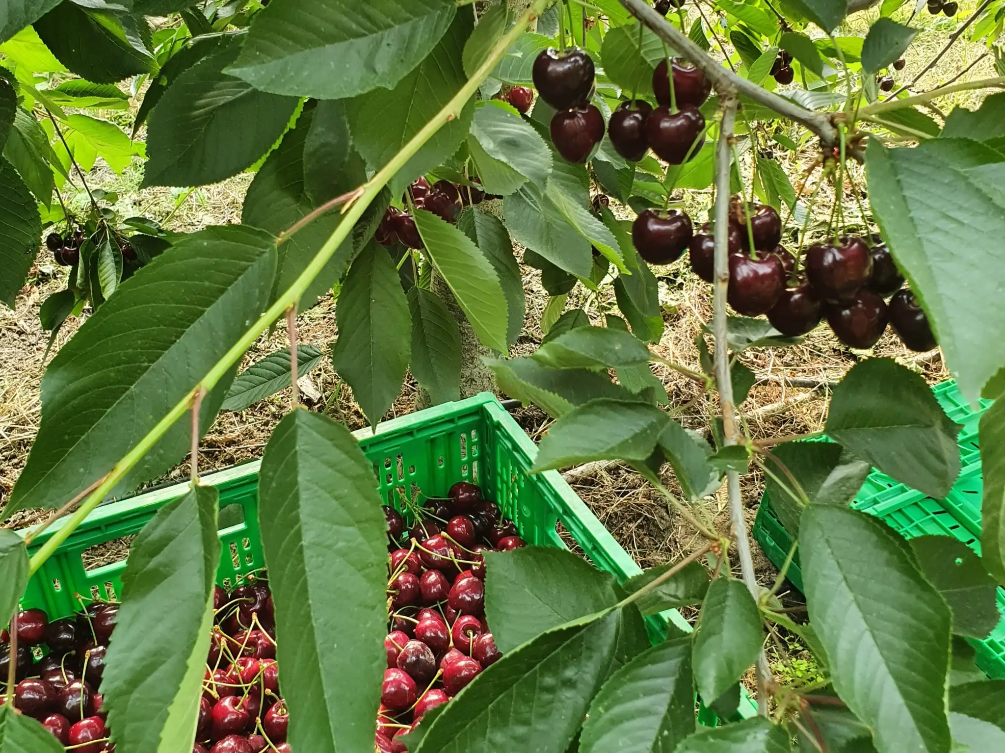 Ciliegie tardive di montagna, la sfida trentina di Melinda e Vip per il rilancio