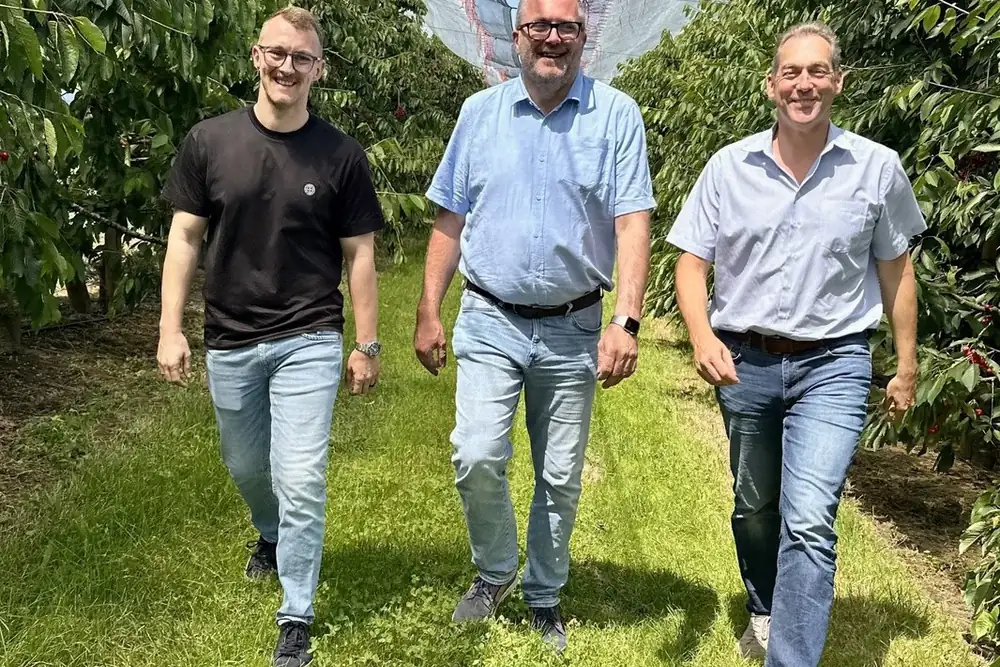 Cherries from Lake Constance mark the start of the German season