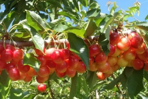 Tip Top variety identified in chilean exports labeled as Rose Rainier