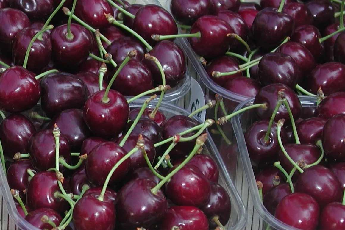 Dehydration dynamics of cherries in cold storage and effect of high-pressure humidification after hydrocooling