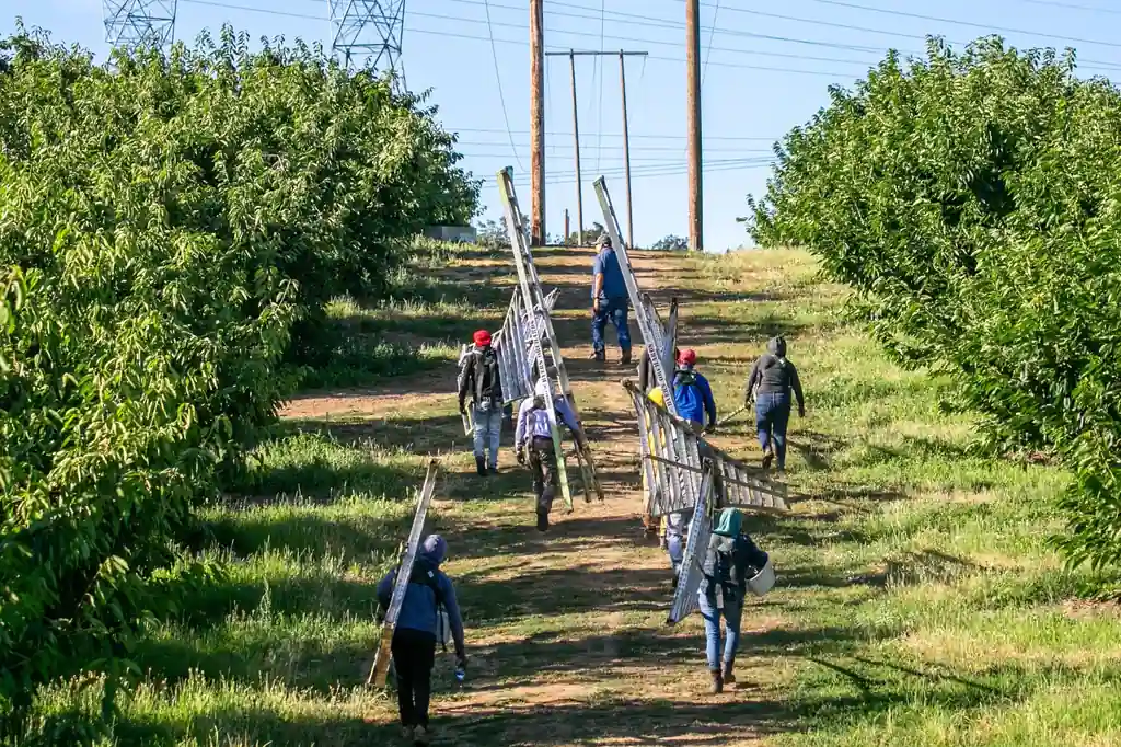 Ciliegie non raccolte e prezzi in salita: il costo delle politiche migratorie di Trump
