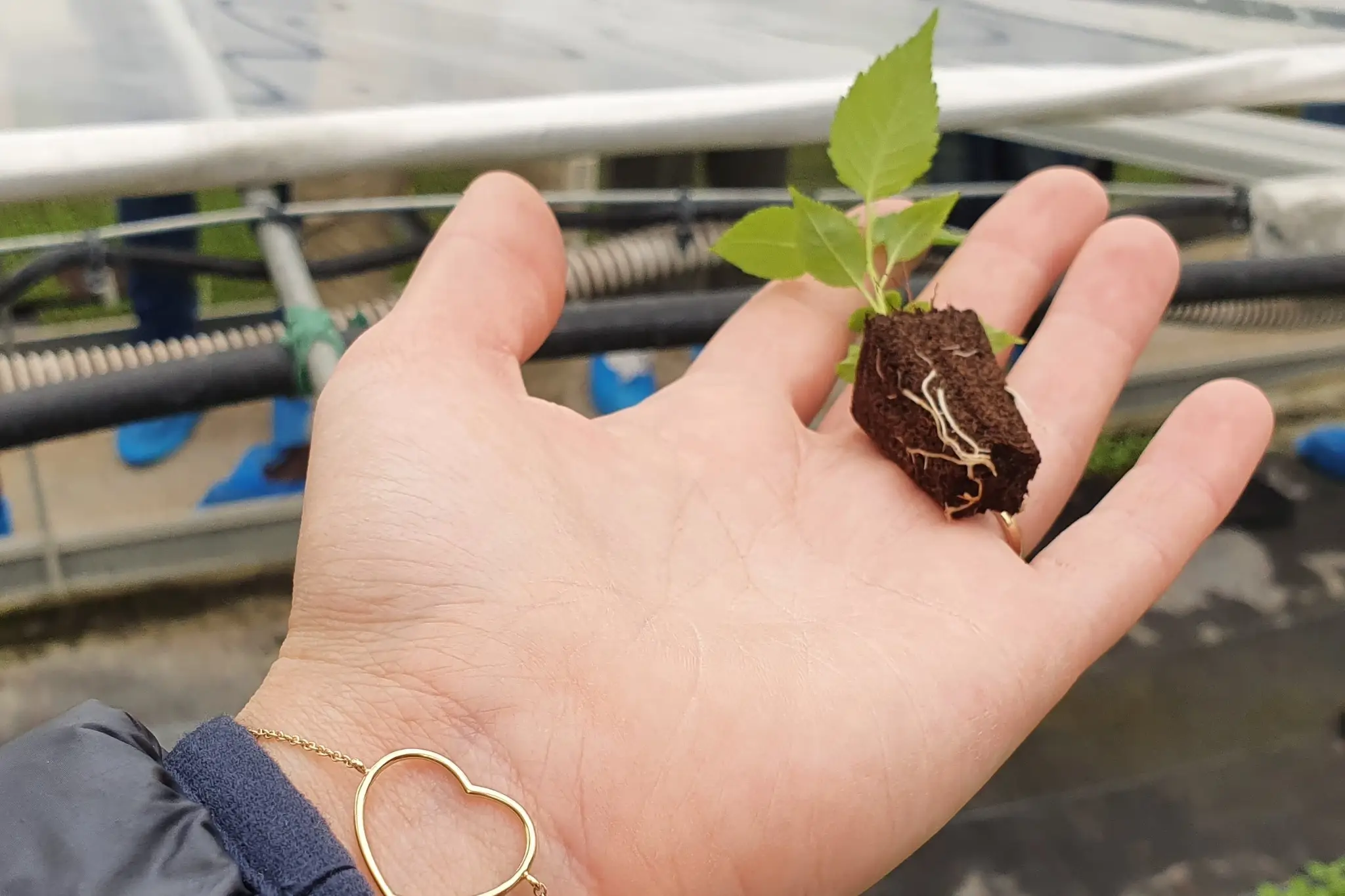 Innovazione e sostenibilità nella cerasicoltura: varietà e portinnesti in Moldavia