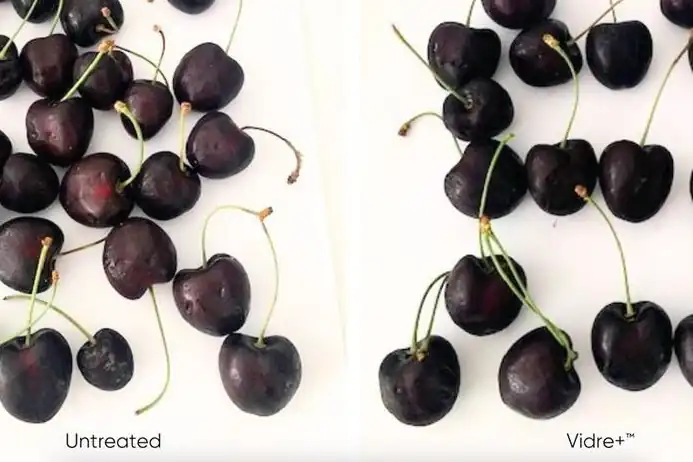 Cherry shelf-life extended to 21 days with Vidre+ controlled-release technology