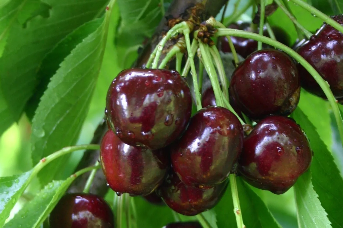 Hort Show 2026: cherry market and tech innovations shaping the future