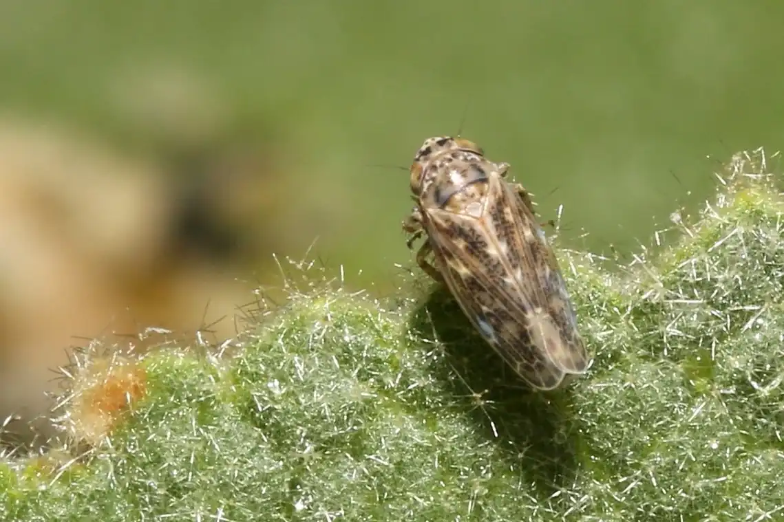 In Oregon cala l’allerta X-disease: cicaline meno pericolose rispetto a Washington