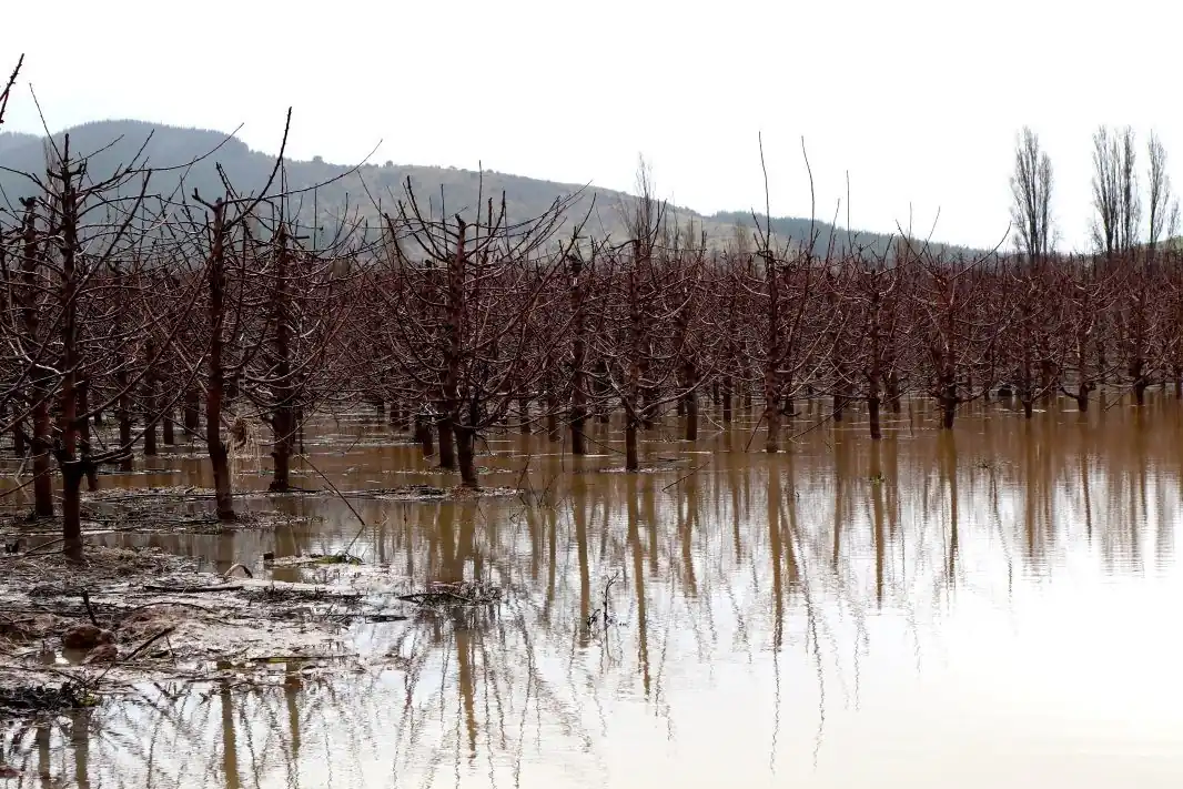 Chile’s cherry sector goes organic: biocontrol, bioinputs and a sustainable future