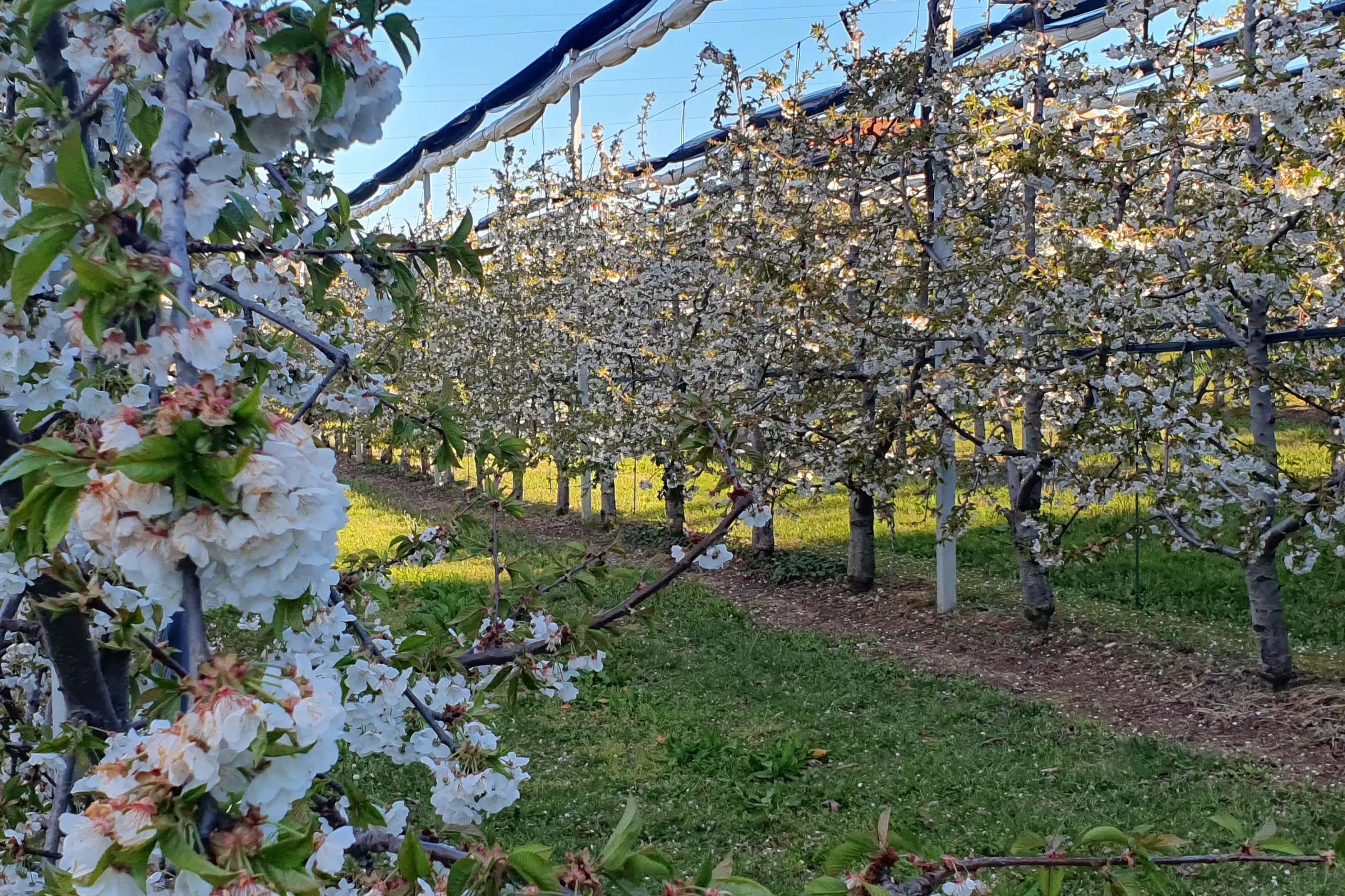 Fabbisogno in freddo e cambiamento climatico: criticità, implicazioni e prospettive future per il ciliegio dolce