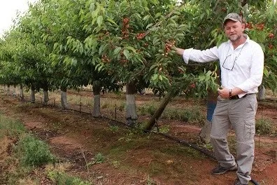 Decodificare l’adattamento del ciliegio dolce: il ruolo cruciale delle prove locali