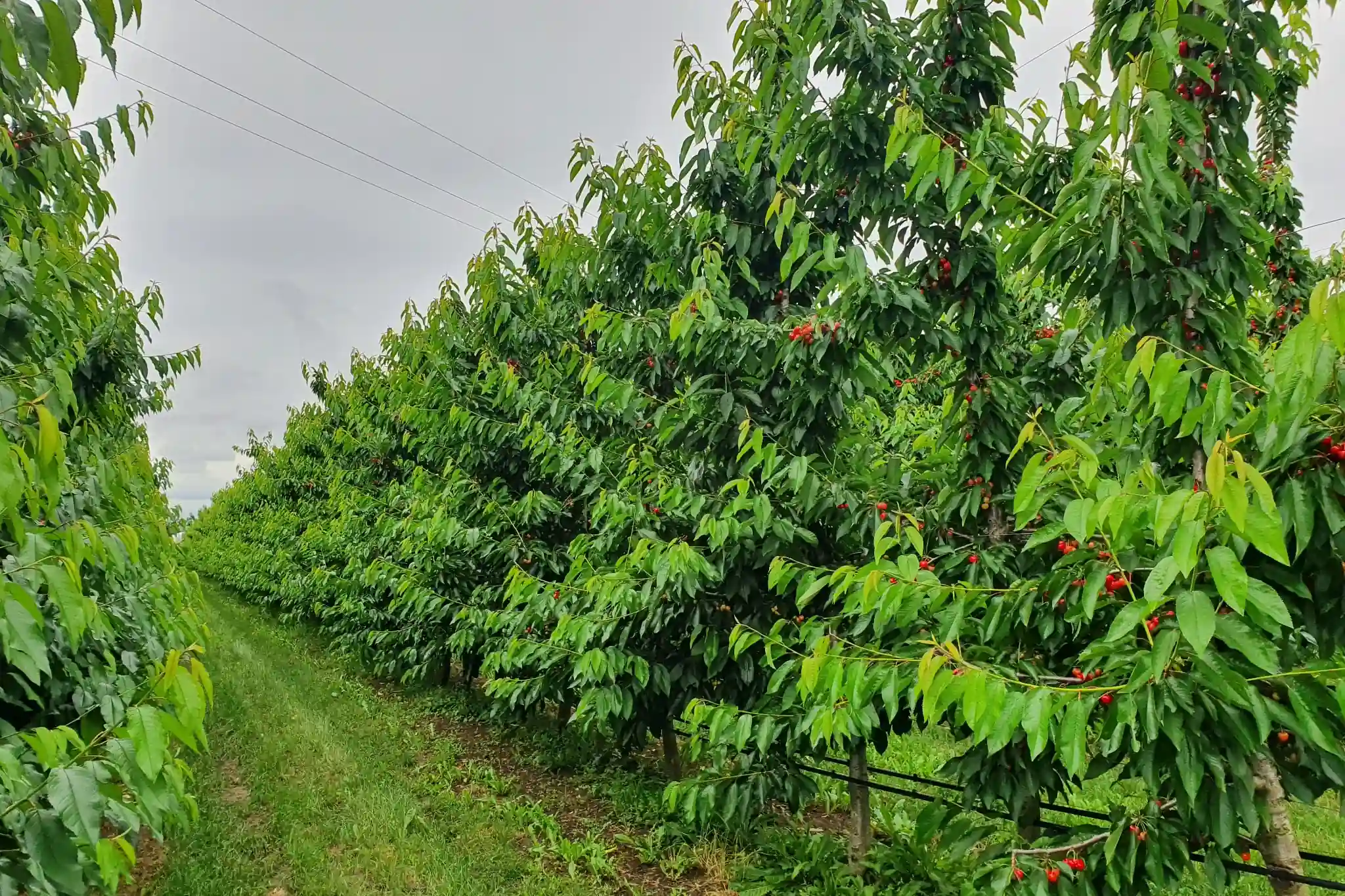 High-density cherry trees: Serbian research identifies the best rootstock–cultivar combinations