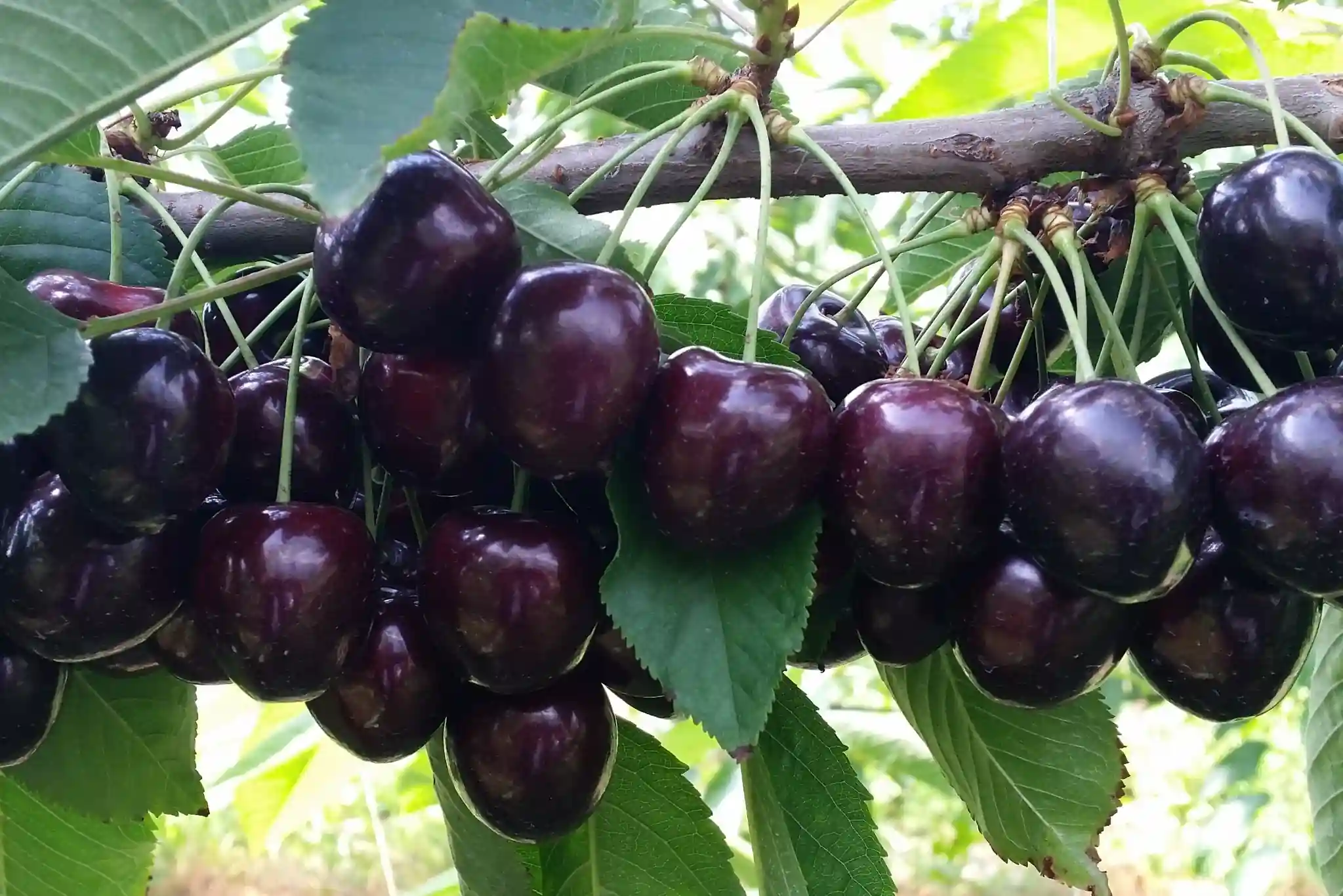 Ciliegio dolce in Cile: calcio e boro chiave per frutti di qualità superiore