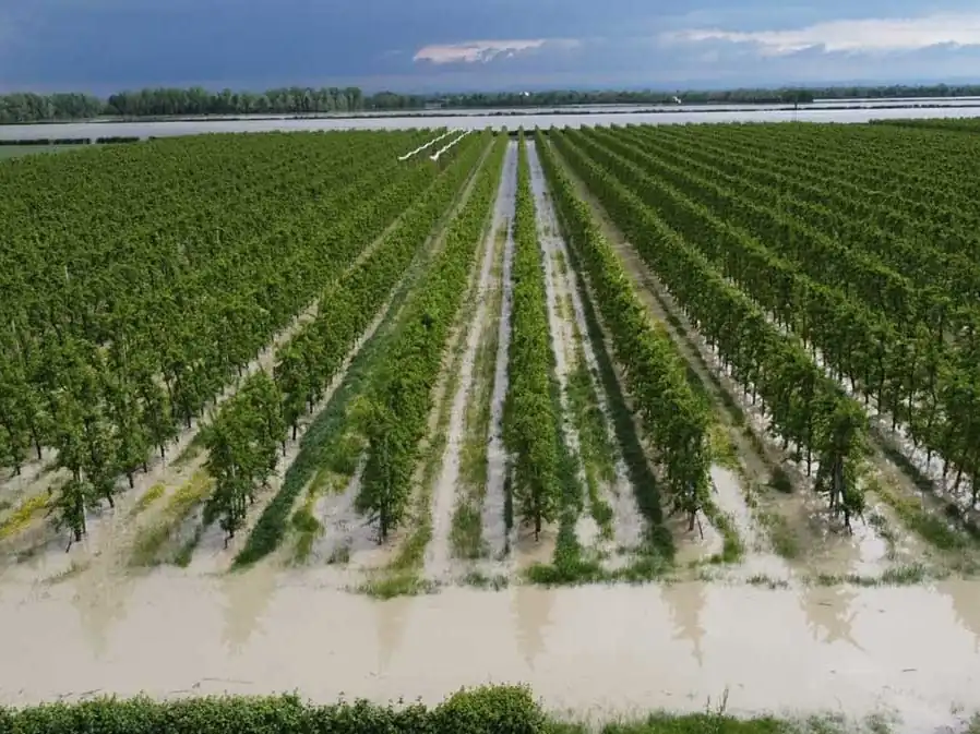 Come il ciliegio dolce affronta lo stress idrico grazie ai geni UGT: il caso PavUGT10