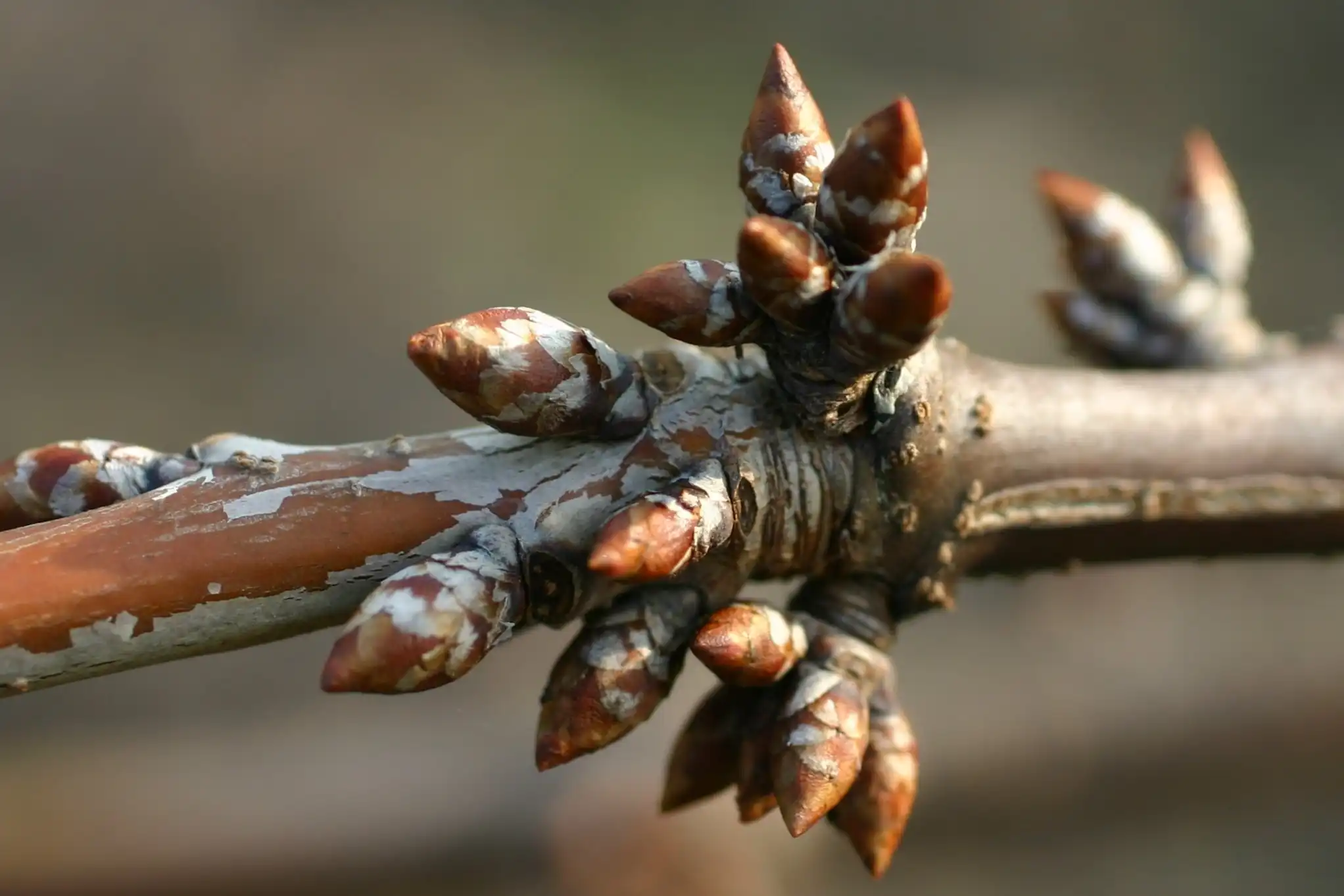 How mild climate in France is changing dormancy in Regina sweet cherry trees
