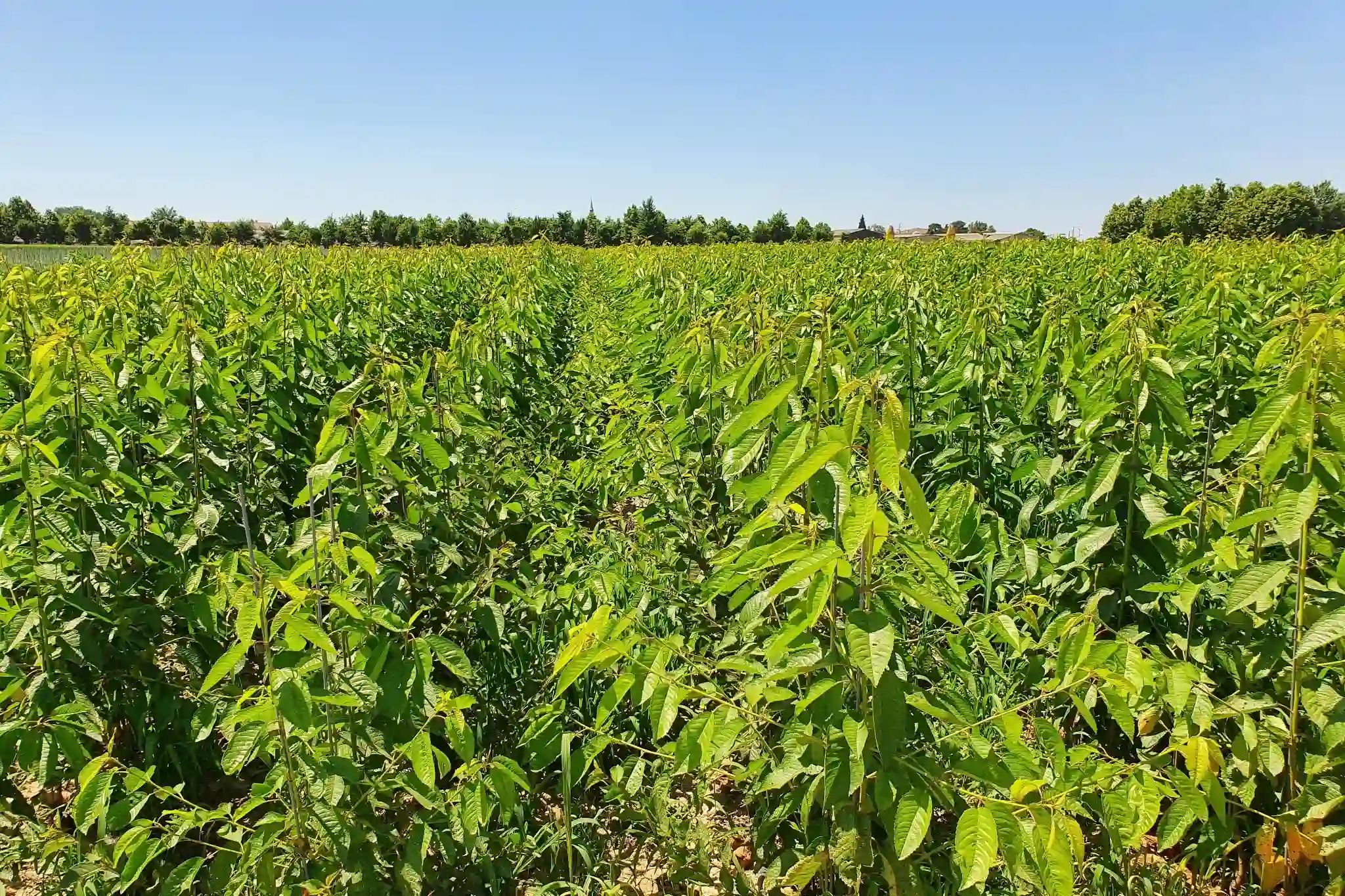 Ciliegio dolce a Volgograd: irrigazione e nutrizione per piantine più forti e sane