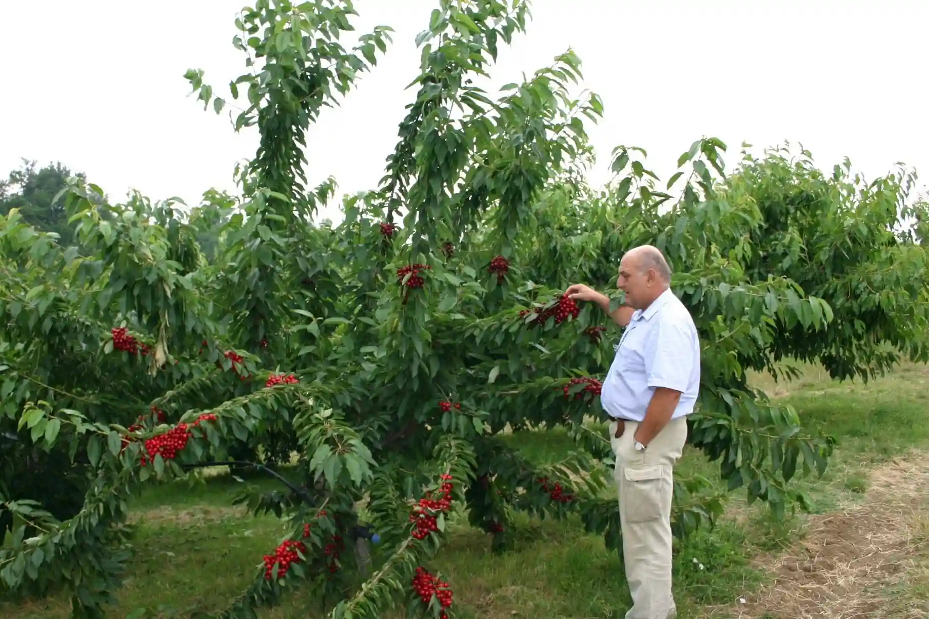 The revival of cherry growing in Puglia also involves new forms of cultivation.