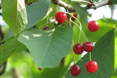 Wild cherry in Tunisia: traditional uses, health benefits and research prospects