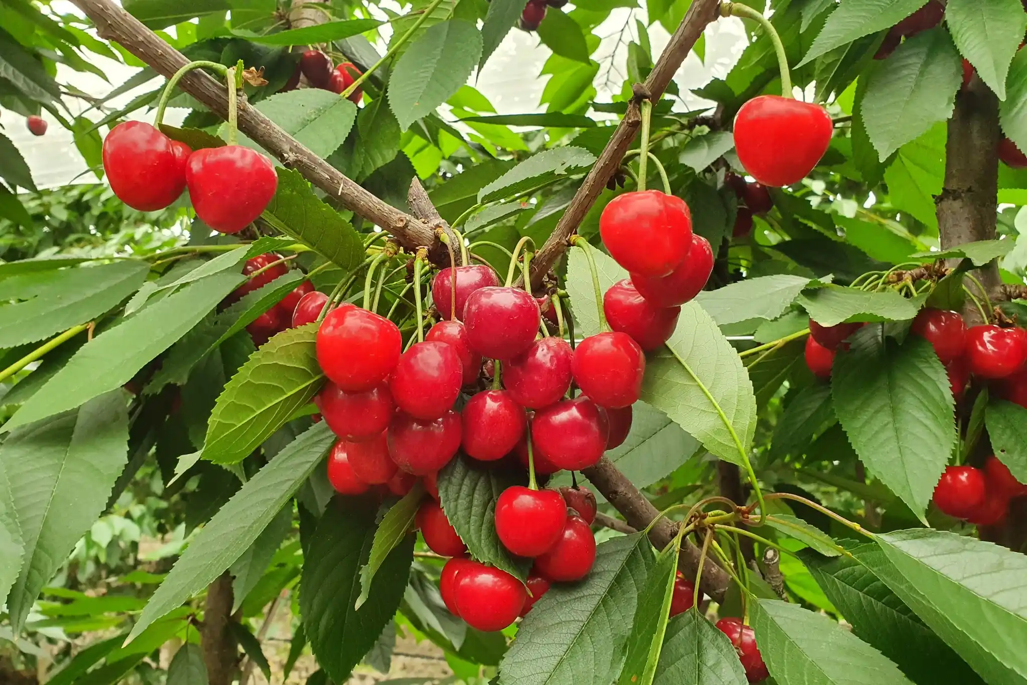 How climate impacts cherry biochemical quality in Morocco's Fès-Meknès region