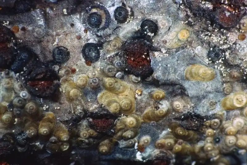 Controllo efficace della Cocciniglia di San José nei ceraseti: strategie e tempi