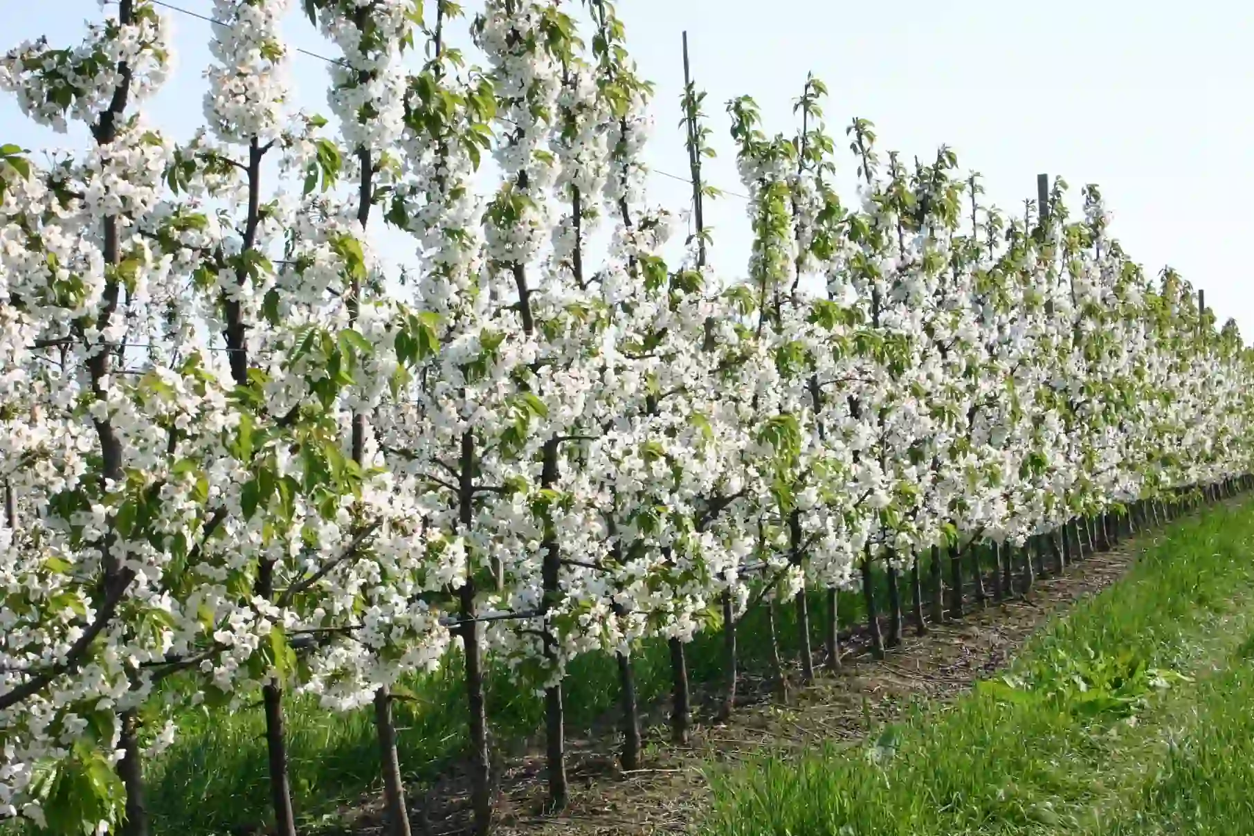 Climate and phenology of sweet cherry: a study on six varieties in the Balkan regions