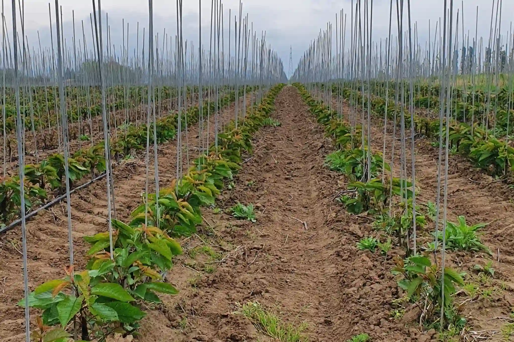 Compatibilità d’innesto nel ciliegio dolce: approcci di machine learning alla scelta dei portinnesti