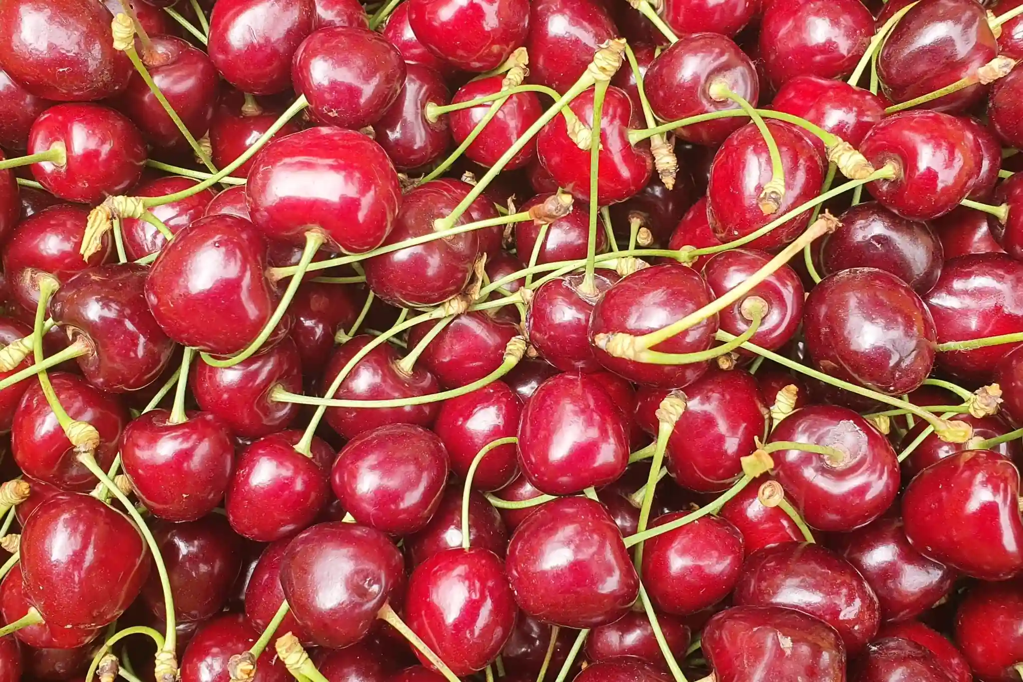 Innovative technologies to extend the shelf life of sweet cherries