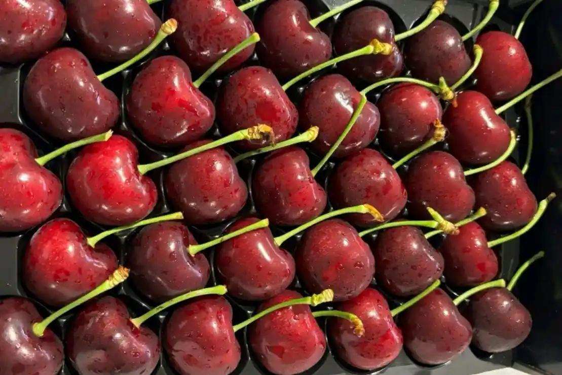 Acido fenilattico per conservare le ciliegie dolci: lo studio tra Cina e Stati Uniti