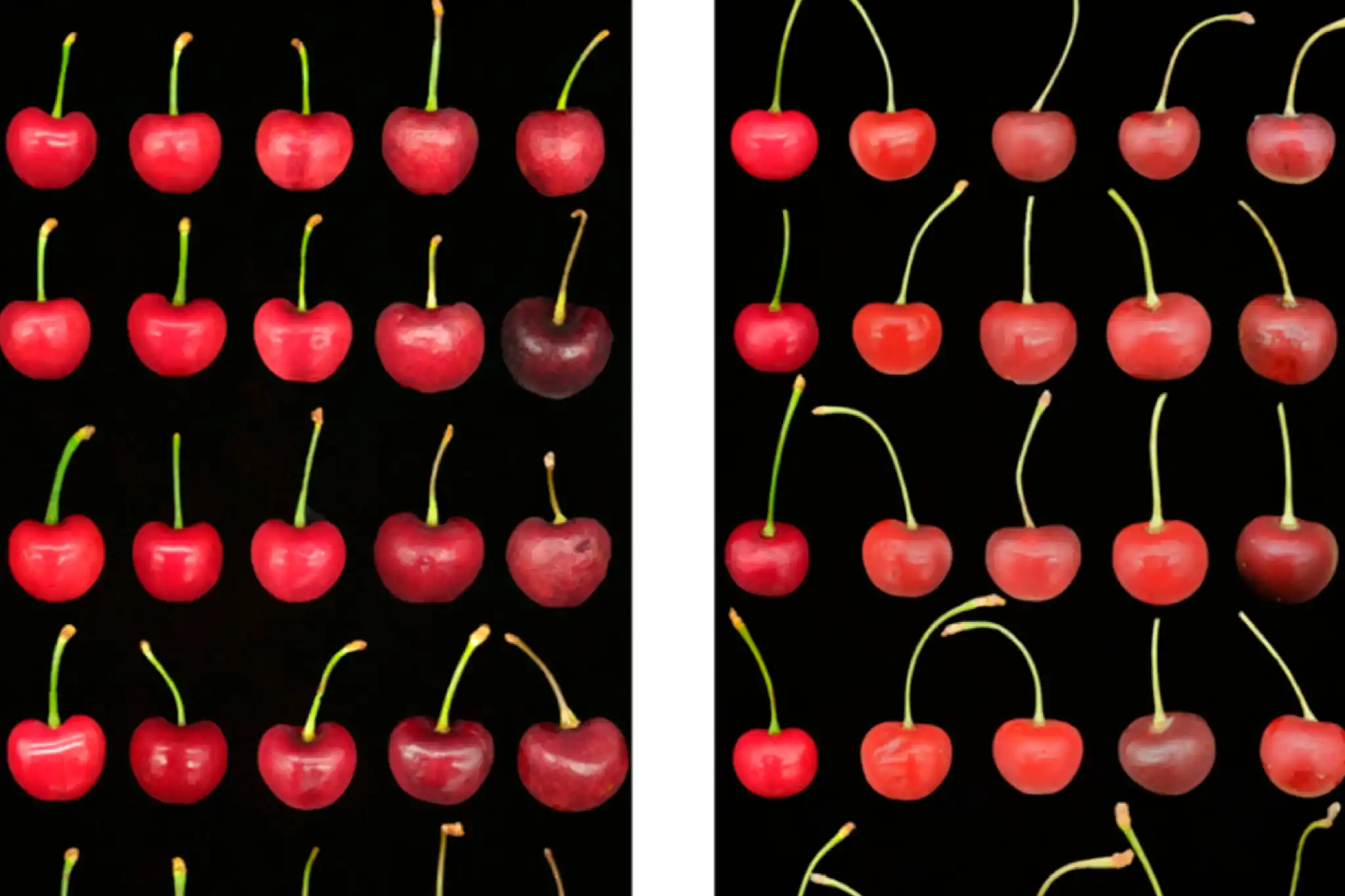 MAP technology and refrigeration: how to preserve cherries after harvest