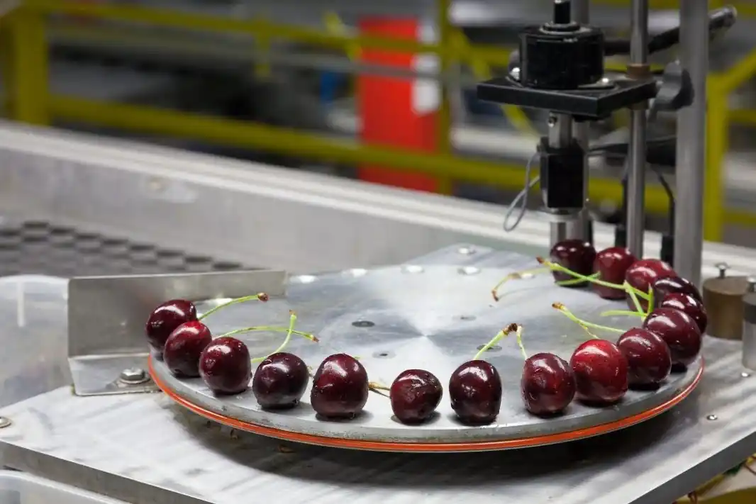 Nuova tecnologia per valutare durezza e texture delle ciliegie
