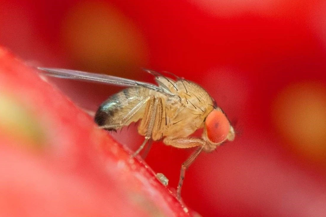 La tecnica dell'insetto sterile, alternativa ai pesticidi per l'agricoltura francese?