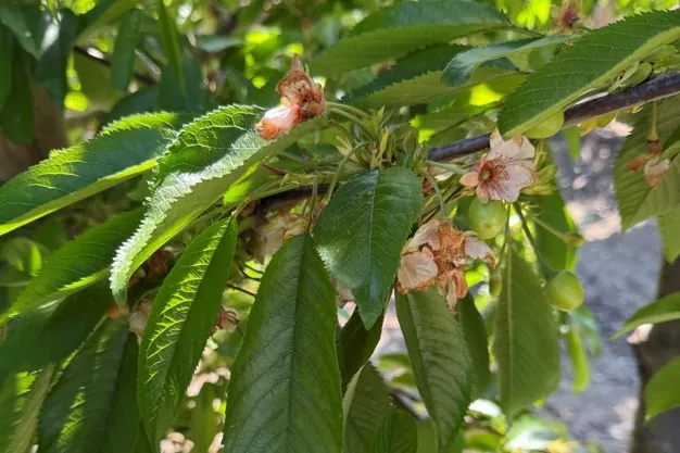 Spring frost in Turkey slashes cherry yields by up to 70%