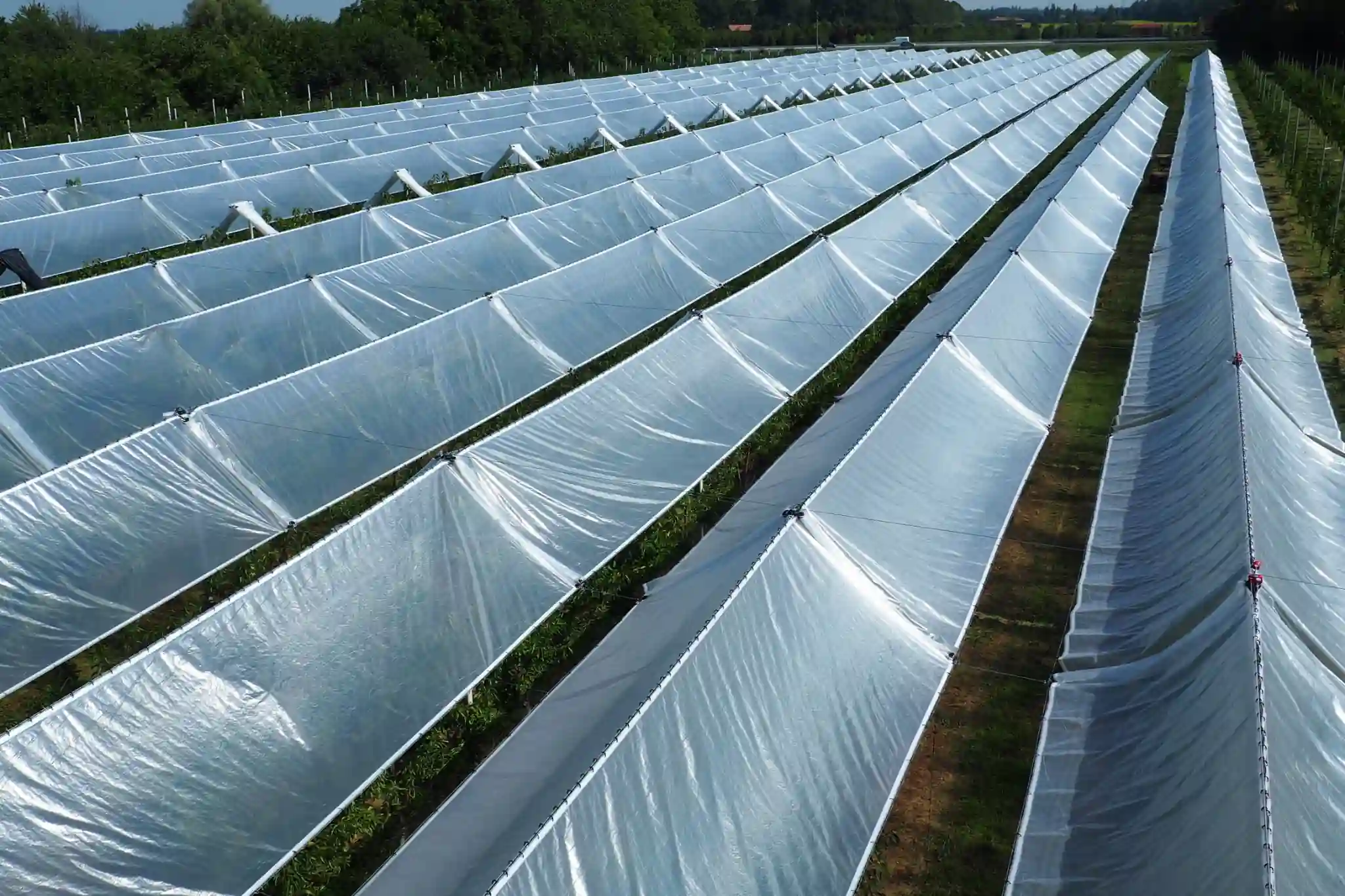 Coperture per ceraseti: uno strumento di gestione della variabilità climatica con aumenti di produttività fino al 30%