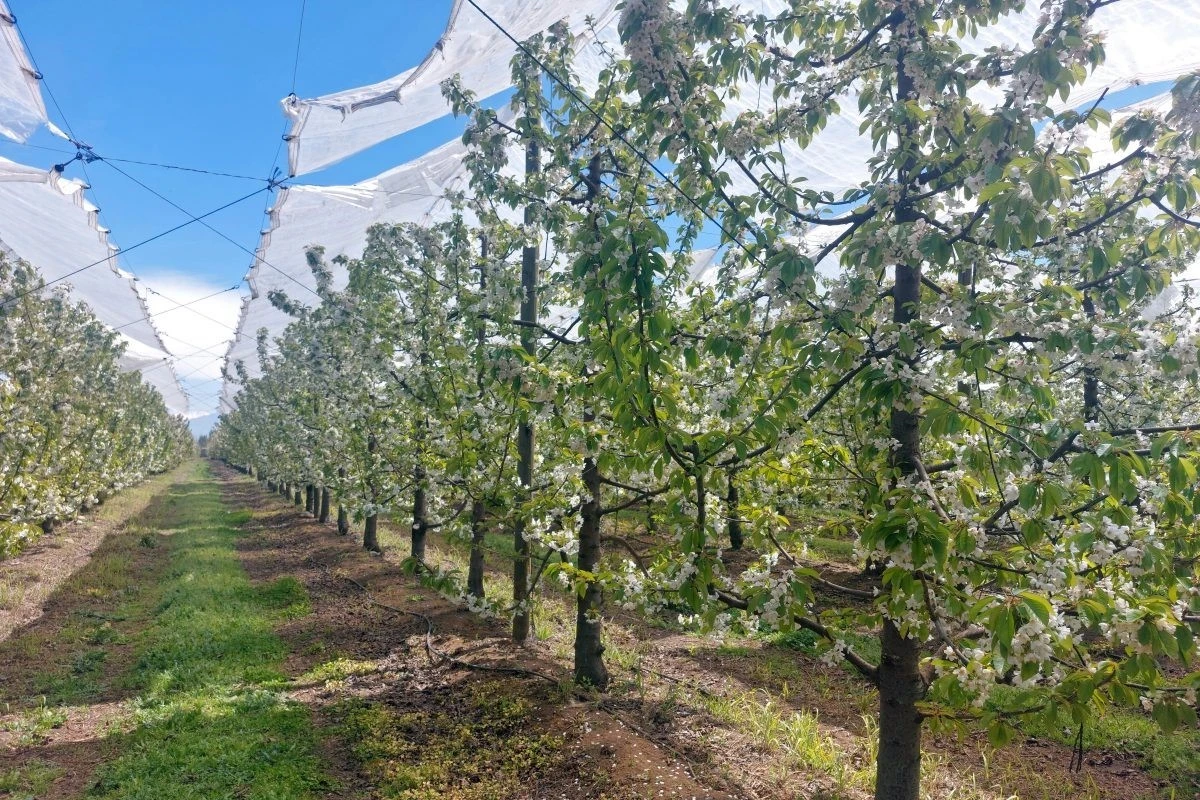 Plastic covers for cherries: climate and irrigation benefits in Chile's Maule region