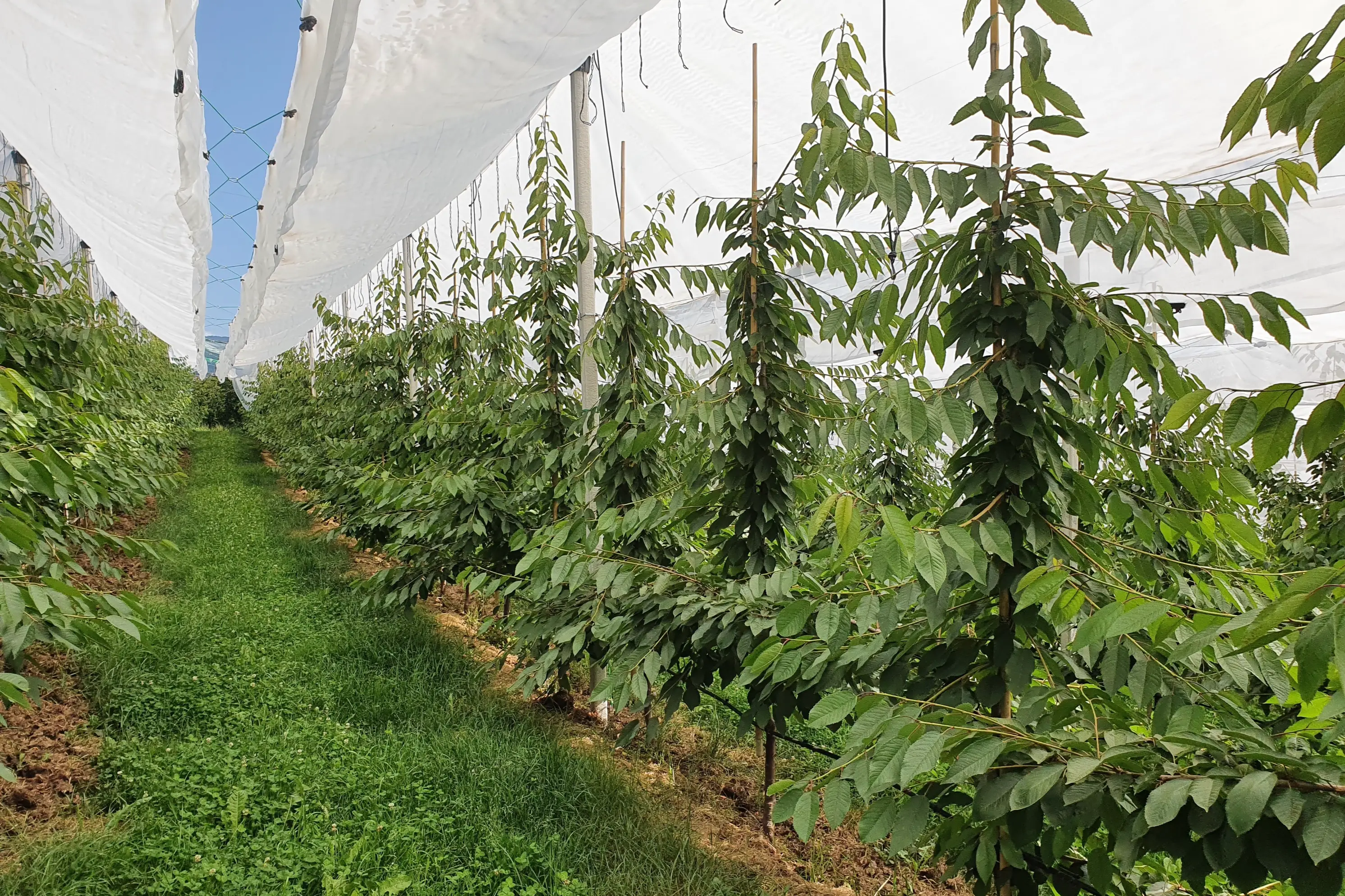 Multifunctional covers in cherry orchards: effects on microclimate, physiology and yield