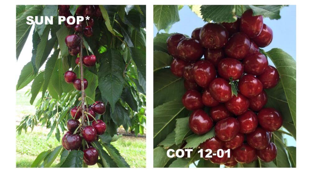 Leader in apricot breeding, COT International invests on cherries