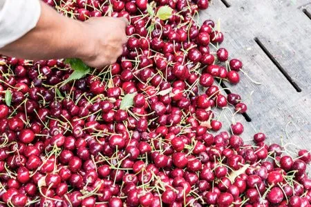 2024 on the upswing for Northwest (USA) cherries: average harvest of the last five seasons exceeded